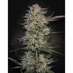 Candy Breath, Фасовка: 3